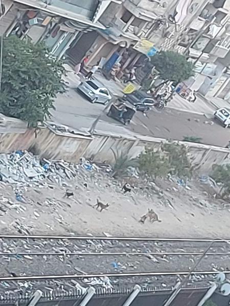 انتشار الكلاب المسعورة 
