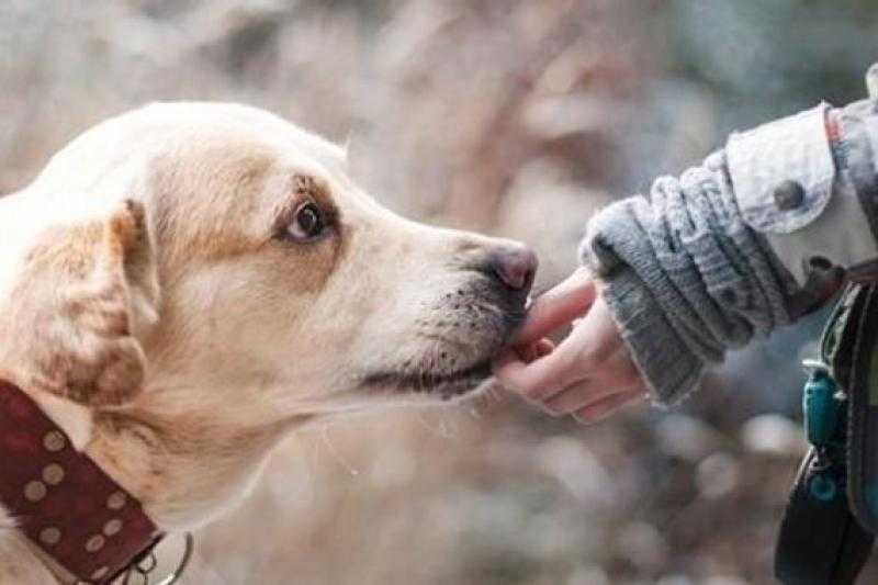 الأمن يضبط المتهم بقتل «كلب» في جسر السويس