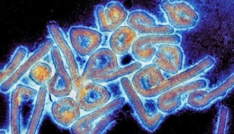 إسلام عنان: نسب الوفاة بفيروس ماربورغ تصل لـ 80%