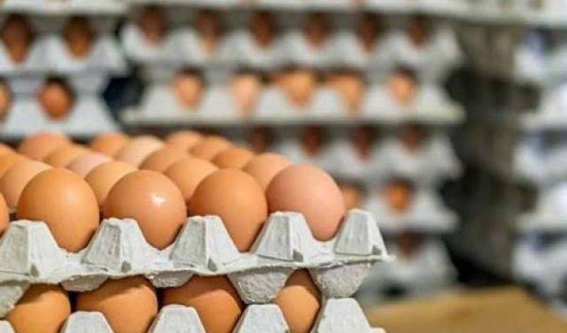 سعر كرتونة البيض