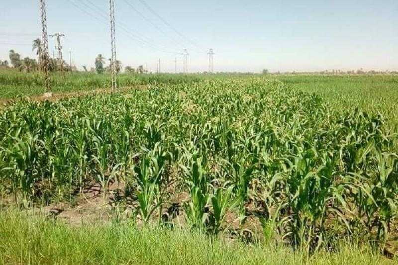 كيف ستواجه الزراعة التغيرات المناخية؟.. القرش يُجيب