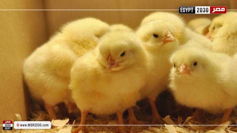 أسعار علف الدواجن اليوم.. البادي والنامي بأنواعه