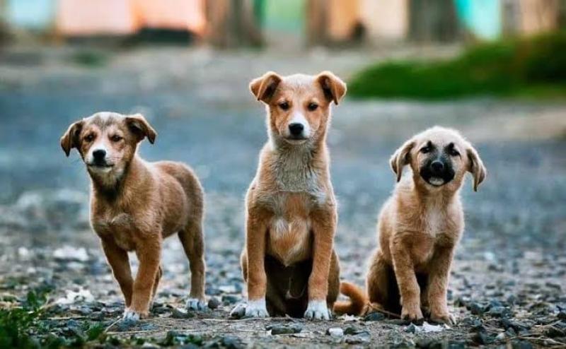 هل يجوز ”تعقيم” كلاب الشوارع للحد من تكاثرهم؟