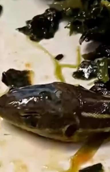رأس الثعبان