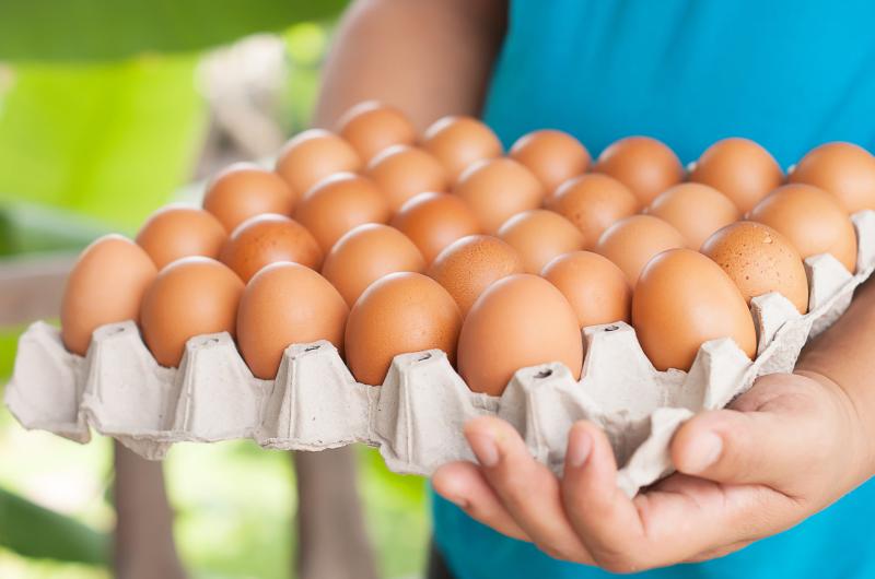 سعر كرتونة البيض