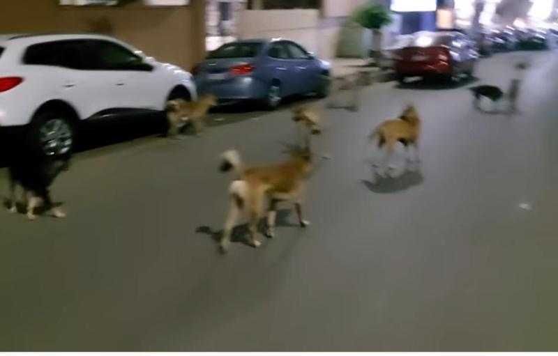 «خافت من الكلاب».. مصرع طبيبة بسكتة قلبية في حدائق الأهرام