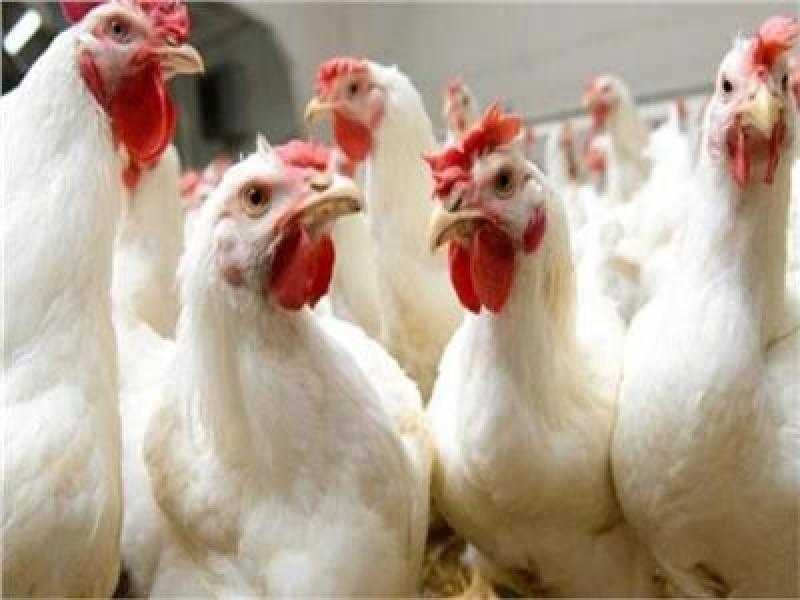 يطبق خلال 72 ساعة.. شعبة الدواجن تعلن نبأ غير سار بشأن أسعار الأعلاف.. فيديو