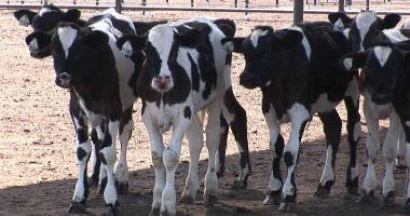 «الزراعة» تزف بشرى سارة لصغار المربيين بشأن مشروع البتلو - فيديو