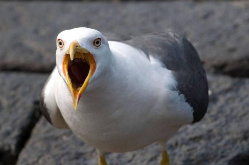 الطائر