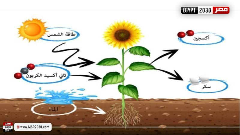 أول مركب عضوي ثابت ينتج في عمليه البناء الضوئي هو..؟