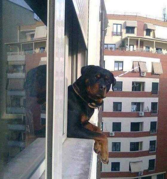 شاهد| فيديو مؤثر لكلب يقفز من البلكونة لمقابلة صاحبته.. والنهاية صادمة