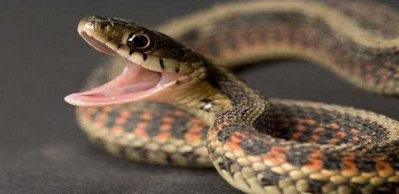 لدغة ثعبان تقتل ربة منزل بالقليوبية