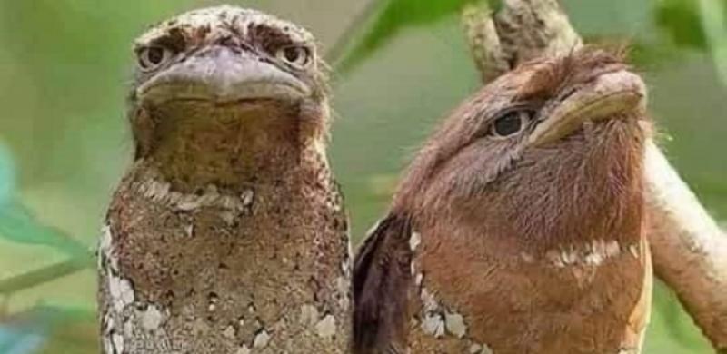 بوز الإخص