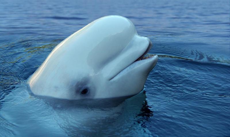 حوت