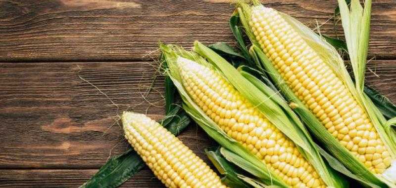 ارتفاع أسعار الذرة اليوم 11-8-2022 في الأسواق المصرية