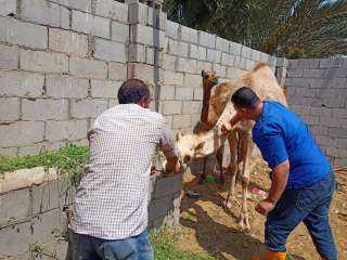 الزراعة: علاج وفحص 1788 رأس ماشية مجانا لصغار المربين بجنوب سيناء