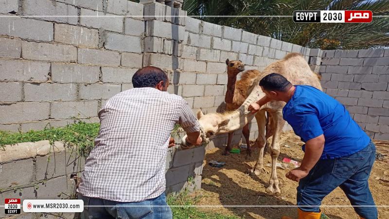 علاج وفحص أكثر من 1700 ماشية مجانا لصغار المربين بجنوب سيناء 