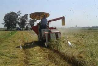 الزراعة: إنتاجنا من الأرز المحلي كاف لاحتياجات المواطن  «فيديو»