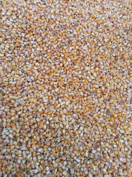 الزراعة: بدء موسم حصاد الذرة الأصفر في محافظة مطروح