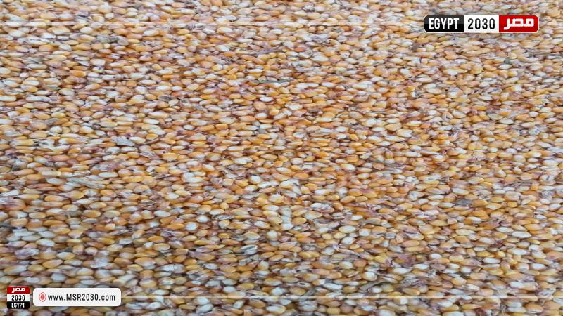  بدء موسم حصاد الذرة الأصفر في محافظة مطروح  