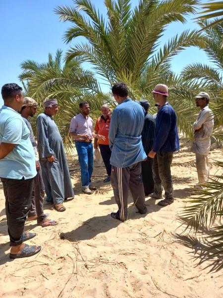 المركزي للنخيل ينتهي من تنفيذ عدد من الأنشطة الإرشادية والتوعوية بالمحافظات المختلفة