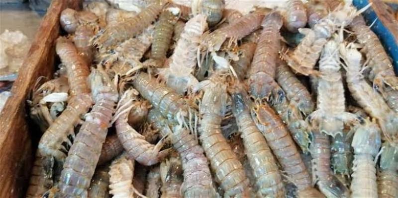 سر انتشار «الجمبري الكداب» وهل هو مضر للجسم؟.. خبير يُجيب