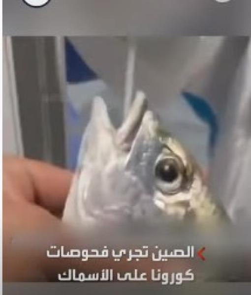 إجراء مسحات كورونا للأسماك في الصين «فيديو»