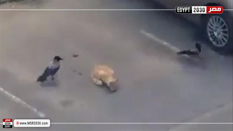 مشهد من الفيديو