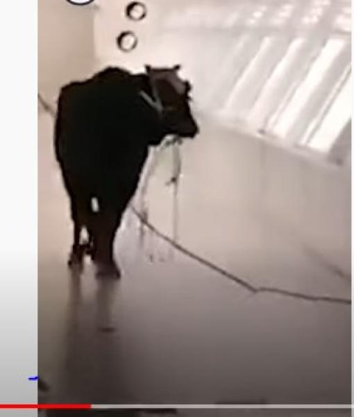 ثور هائج يقتحم بنكًا ورد فعل غير متوقع من الموظفين - فيديو