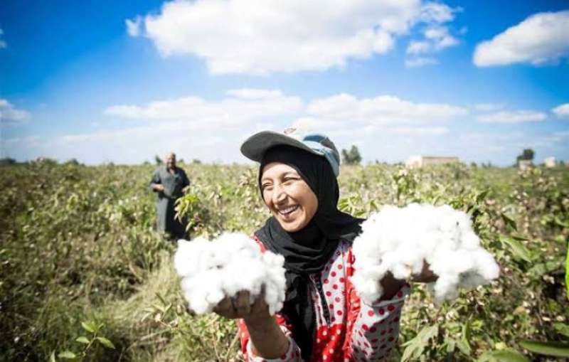 تداول القطن