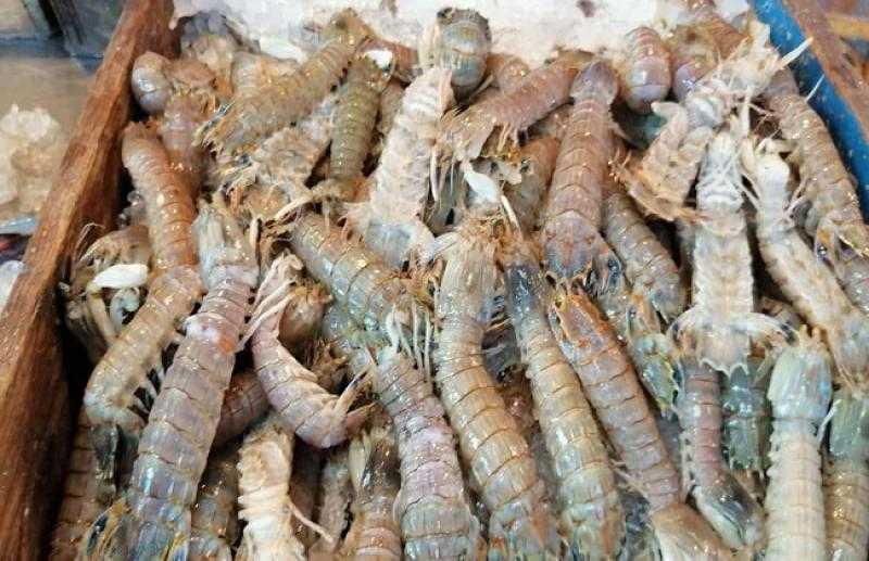 أستاذ سموم تحذر: «الجمبري الكداب» يتغذى على المخلفات الآدمية ويسبب أمراضا «فيديو»