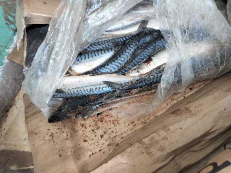 ضبط 2 طن أسماك مجمدة فاسدة في الشرقية