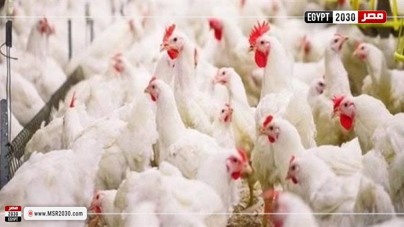 اسعار الفراخ البيضاء اليوم