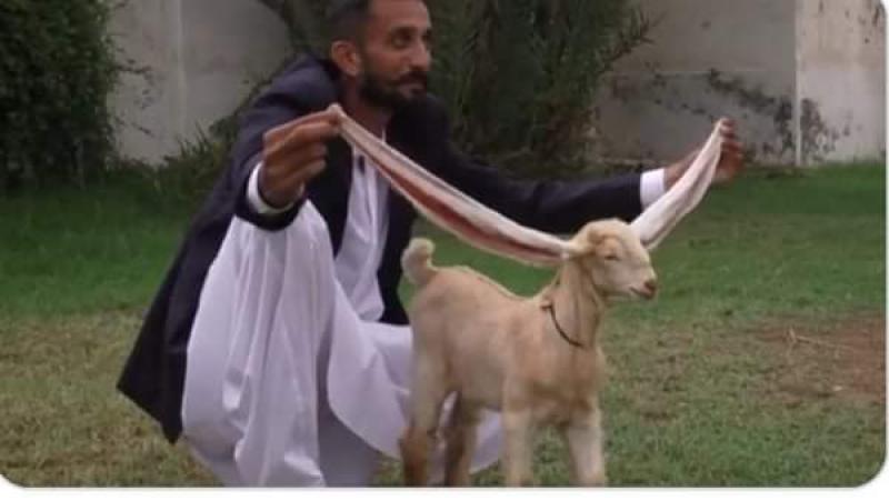 التيس