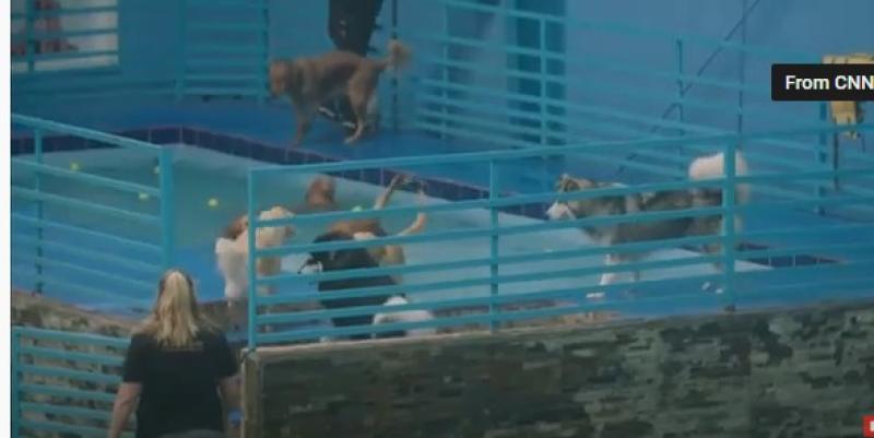 شاهد.. منتجعات فاخرة وفنادق 5 نجوم للكلاب فقط في دبي