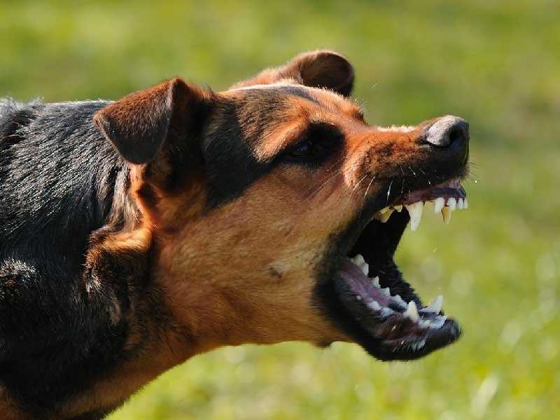 «الكلاب مزقت جسده».. واقعة مأساوية لطفل برأس غارب