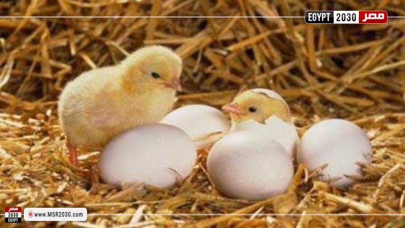 اسعار الكتاكيت اليوم