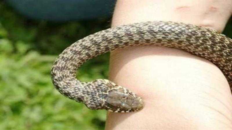 بـ40 حقنة.. صحة البحيرة: اختطفنا شاب لدغه ثعبان من الموت - فيديو