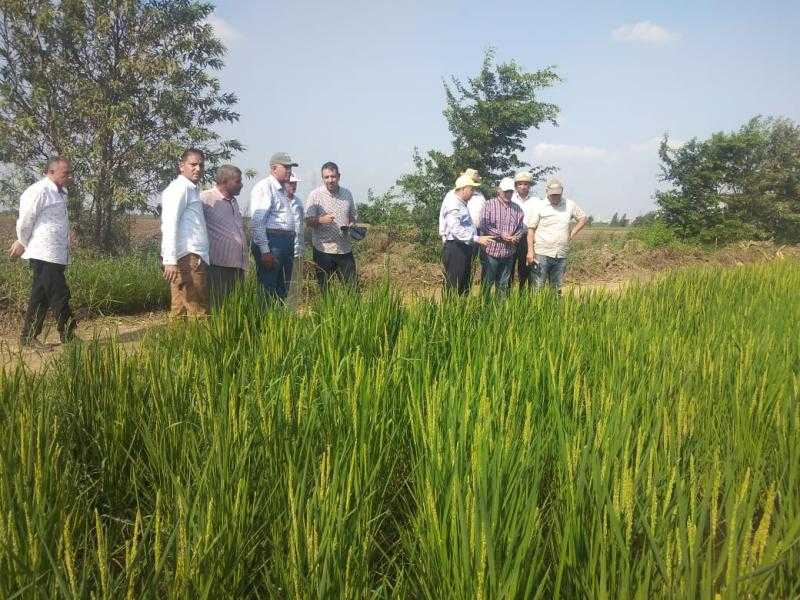 الزراعة تتابع البرامج البحثية من محاصيل الأرز والذرة بمحطة بحوث الجميزة