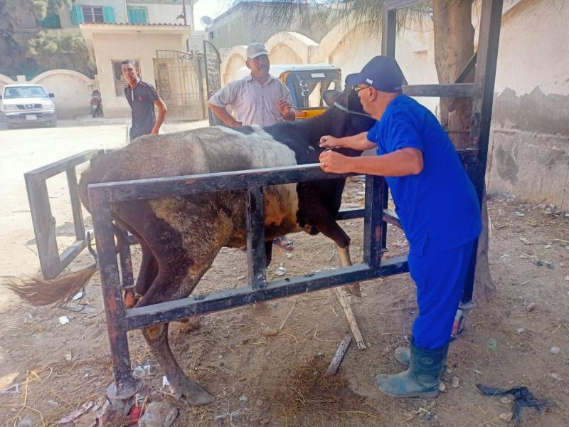  علاج وفحص أكثر من 4 آلاف رأس ماشية مجانا لصغار المزارعين في قرى حياة كريمة بالبحيرة 