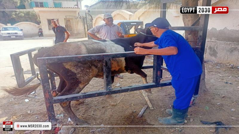 علاج وفحص أكثر من 4 آلاف رأس ماشية مجانا لصغار المزارعين في قرى حياة كريمة بالبحيرة 