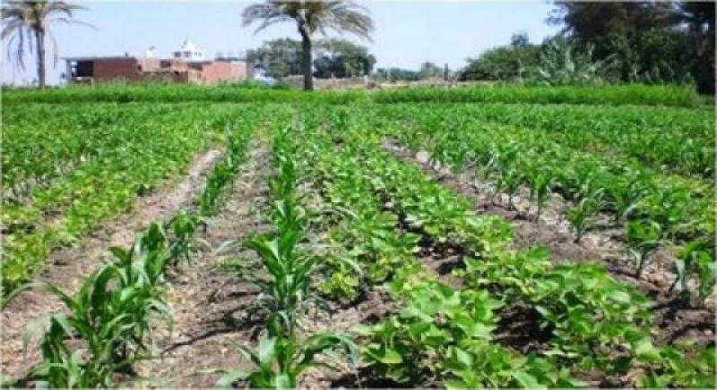 واردات بذرة الصويا في مصر بالنصف الأول من 2022.. «المجد جروب» و«آدم جرينز» تتقدمان و«بنجي مصر» و«ميدسوفتس» تتراجعان