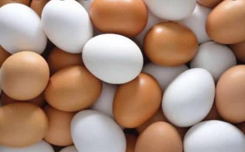 شعبة الدواجن تخرج عن صمتها: هذا هو السبب الحقيقي لارتفاع أسعار البيض «فيديو»