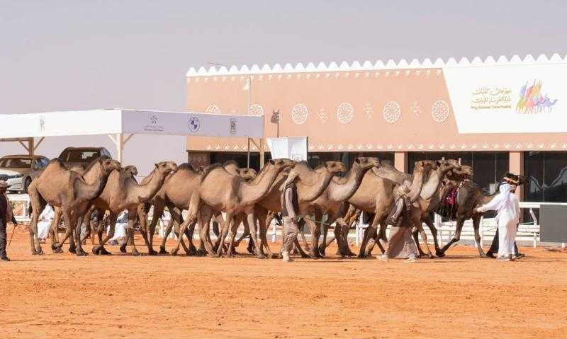 مهرجان الملك عبدالعزيز للإبل يعزز ريادة المملكة في دعم الموروث الثقافي