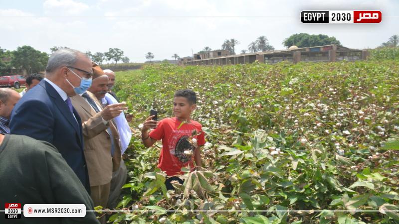 محافظ القليوبية يشهد جني محصول القطن 