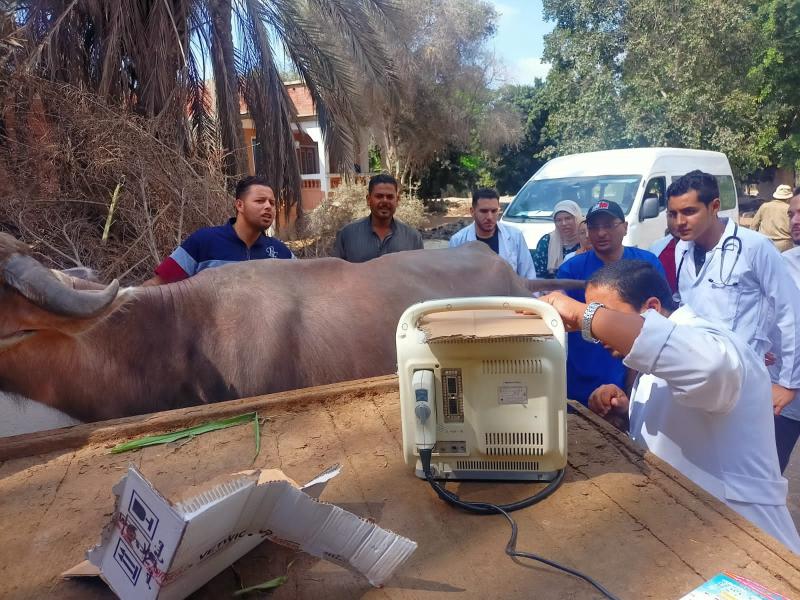 الزراعة: علاج وفحص أكثر من 2900 رأس ماشية مجانا لصغار المربين في قرى حياة كريمة بمحافظة دمياط 