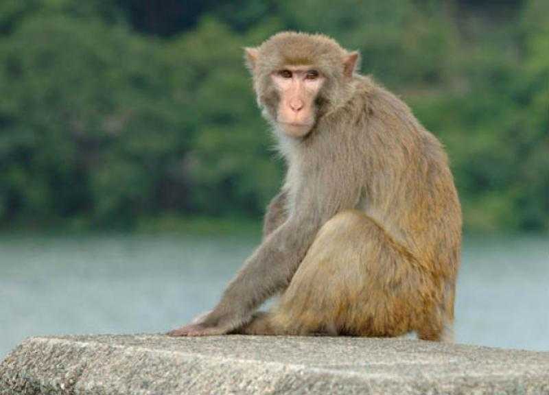 السيطرة على نسناس يتسلق الأشجار بشوارع الإسكندرية