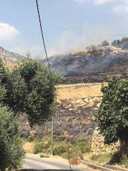 الدفع بـ4 سيارات.. إخماد حريق زراعات النخيل والأشجار بمنطقة البركة بأسيوط دون خسائر