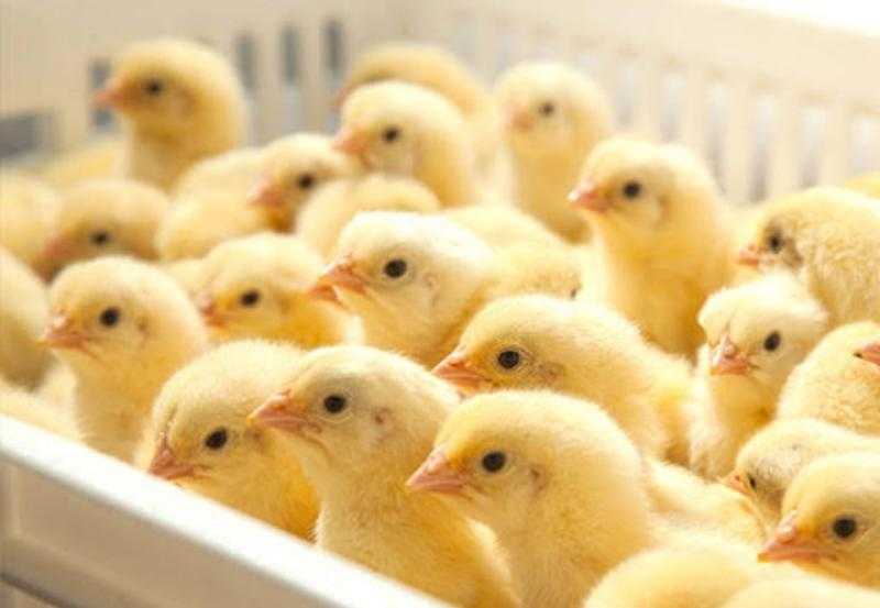 اسعار الكتاكيت اليوم الجمعة.. الكتكوت البلدي مولع