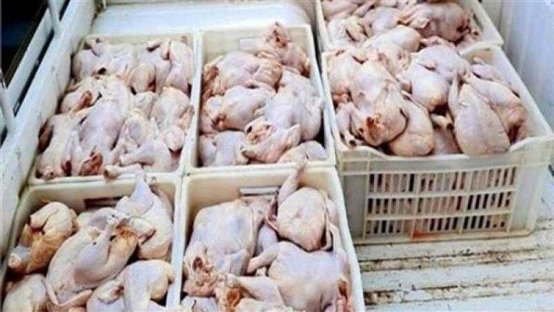 ضبط 2 طن دواجن فاسدة داخل مخزن مطعم شهير بالقاهرة